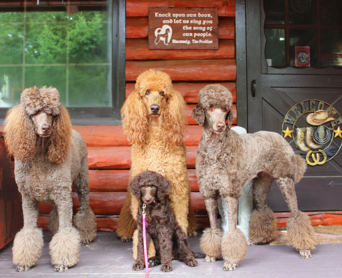 Custom Door Greeting Poodle Song Reclaimed Mahogany Wood Sign Carved Routed Country Rustic Ranch